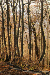 polskie g&oacute;ry, Bieszczady