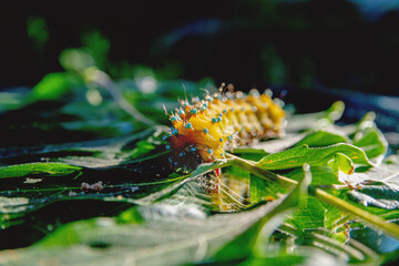 yellow beautiful caterpillar with spikes in nature