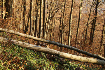 polskie g&oacute;ry, Bieszczady