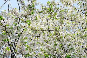 青空バックに桜の花の木