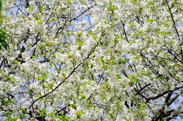 桜の花の木