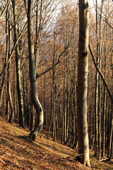 polskie g&oacute;ry, Bieszczady