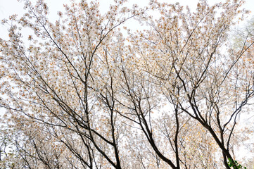 桜の花の木