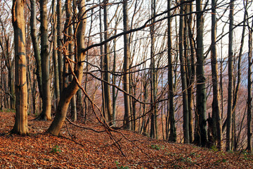 polskie góry, Bieszczady