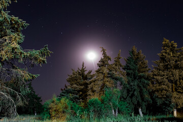 Fototapeta na wymiar night sky moon pine tree