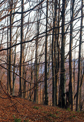 polskie góry, Bieszczady