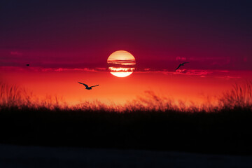Fototapeta na wymiar sunset flying bird evening sun