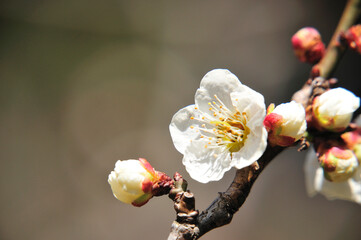 梅の花