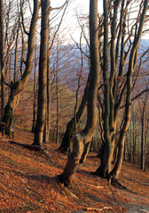 polskie g&oacute;ry, Bieszczady
