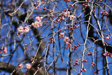 梅の花