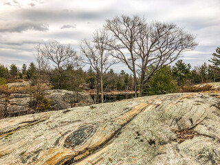 trees and rock in forest