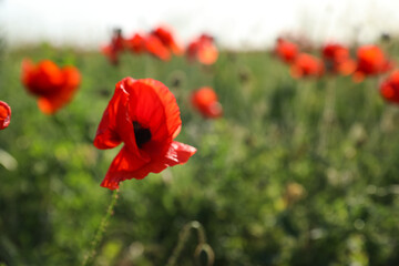Beautiful blooming poppy flower in field on spring day, space for text