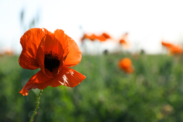 Beautiful blooming poppy flower in field on spring day, closeup. Space for text