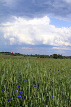 flower meadow