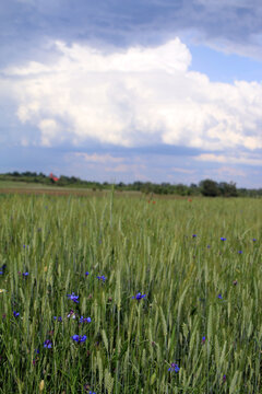 flower meadow