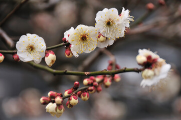 梅の花