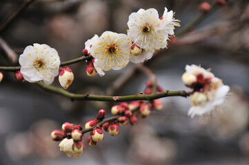 梅の花