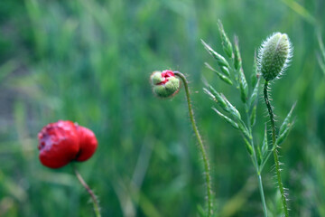 maki łąki © Martyna