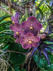 purple and yellow orchid