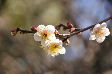 梅の花