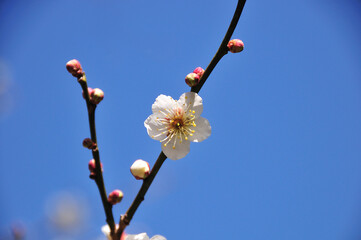 梅の花