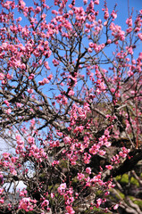 梅の花
