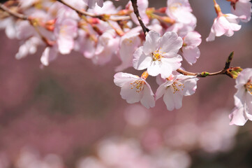 桜