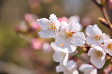 桜