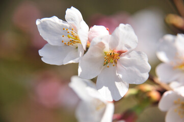 桜