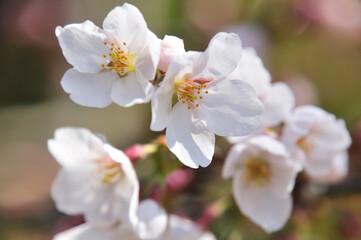 桜
