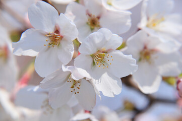 Fototapeta premium 桜