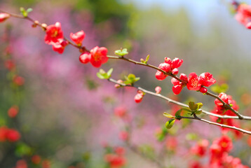 ボケの花