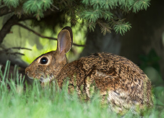 Furry rabbit sitting in the grass, closeup.