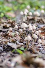 Inedible mushrooms in the forest. 