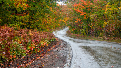 Obraz premium Sign showing winding road next to winding road in the forest