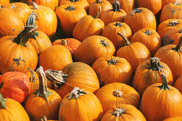 Pumpkin field with many pumpkins