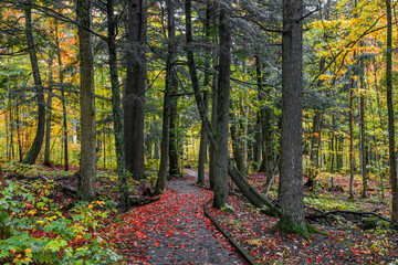 Tall conifer trees by the forest trail in the Michigan upper peninsula wilderness wood lands.