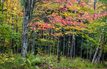 Close up shot of colorful Maple tree in autumn time