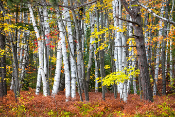 Colorful Maple and Silver Birch trees in forest in Michigan upper peninsula
