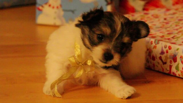 Black and white puppy scratches himself near Christmas presents, close up