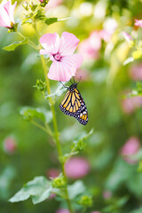 Monarch Butterfly on Flower