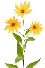 Flowers of Jerusalem Artichoke (Earth Apple), lat. Helianthus tuberosus L. or girasol, isolated on white background