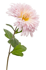 Pink chrysanthemum flower, isolated on white background