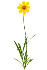 Yellow flowers of coreopsis (Coreopsis lanceolata), isolated on white background