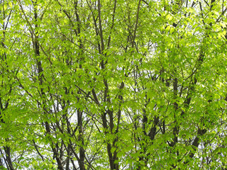 Obraz premium 街路樹の新緑