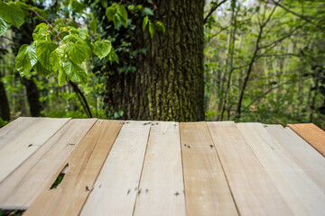 Springtime Table With Fresh And Green Leaves With Blurred Natural Forest Background