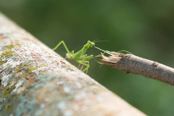 Praying mantis confronts stick on rusted pipe