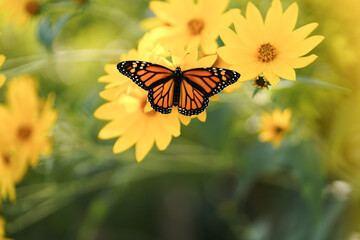 Monarch Butterfly on Yellow Flower