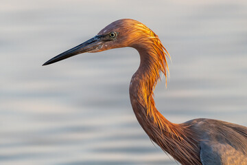 Reddish Egret portrait with feather detail