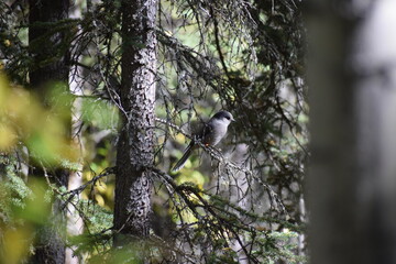 Beautiful bird